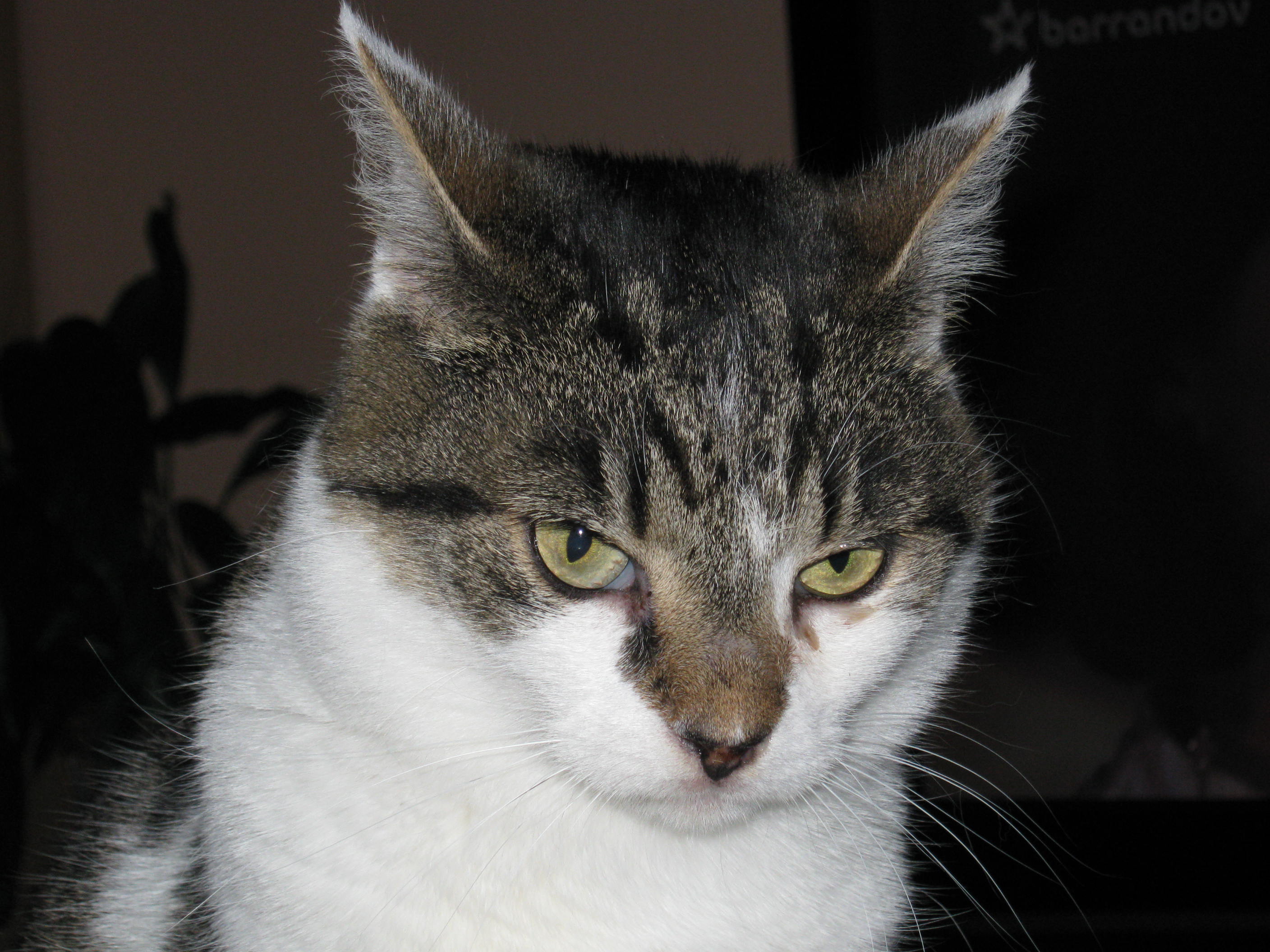 Fotky svatba,telč ,Řecko ad 009